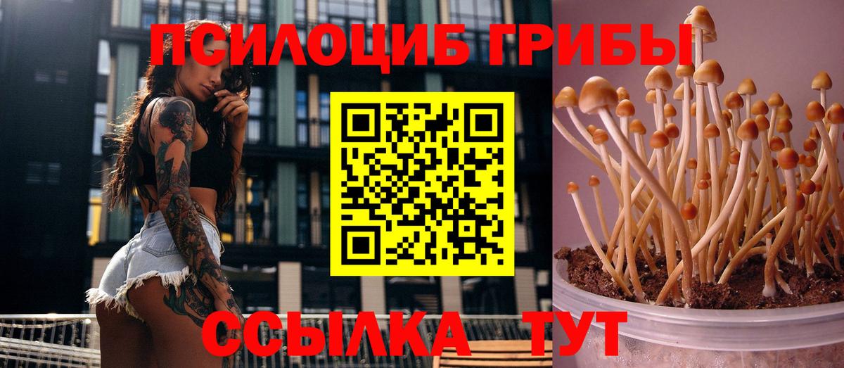Галлюциногенные грибы Psilocybine cubensis Дивногорск